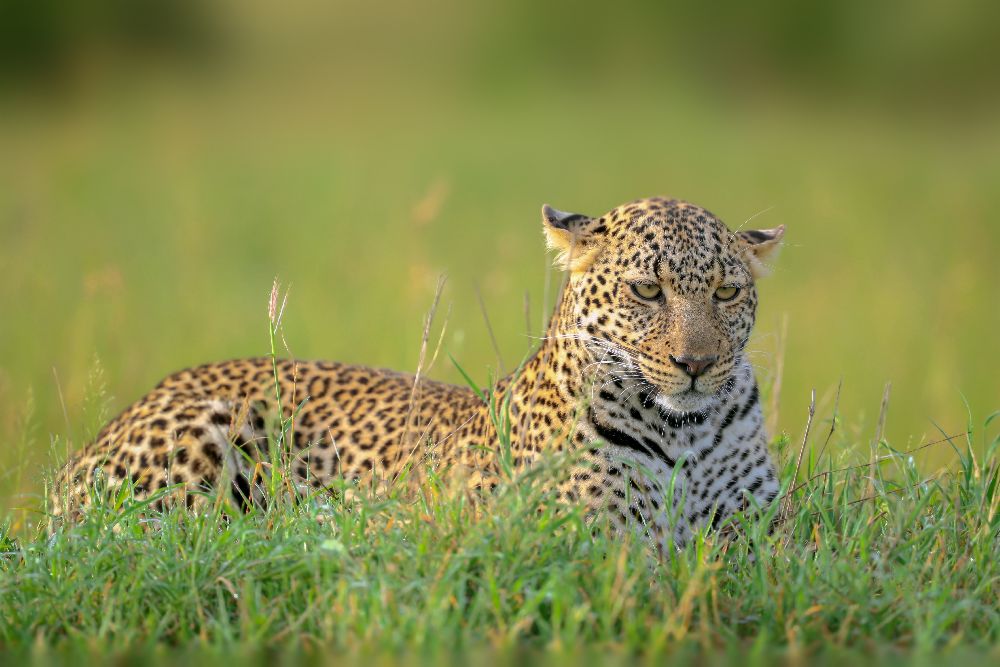 The Leopard van Roshkumar