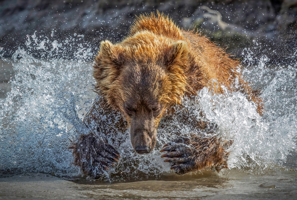 Bear Action van Roshkumar