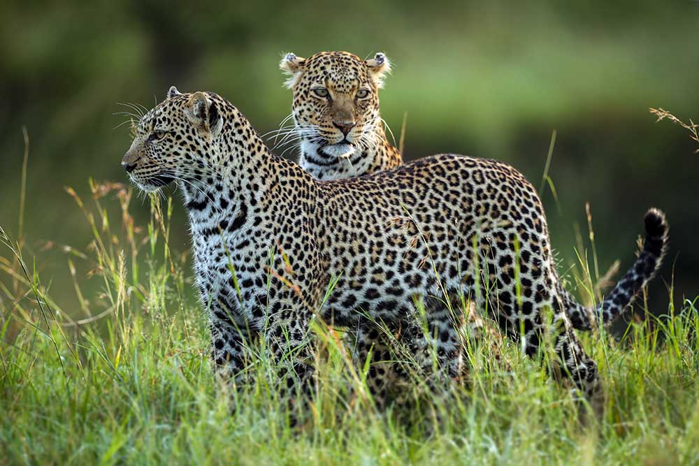 Leopard Family van Roshkumar