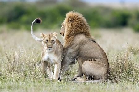 Lioness Tempting For The Mating