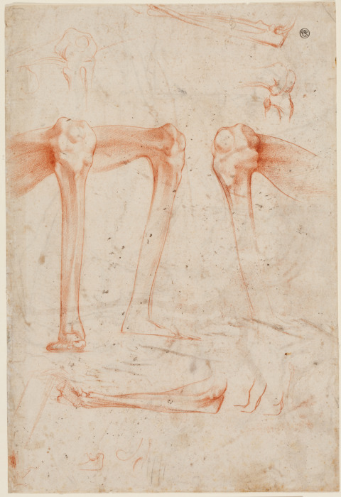 Studies of legs, knees and arms van Rosso Fiorentino