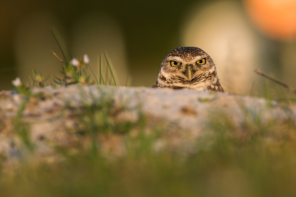 Burrowing Owl (Athene cunicularia) van Rostislav Kralik