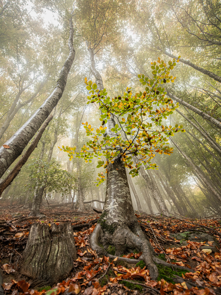 Autumn in Llancers van Ruben Ramos