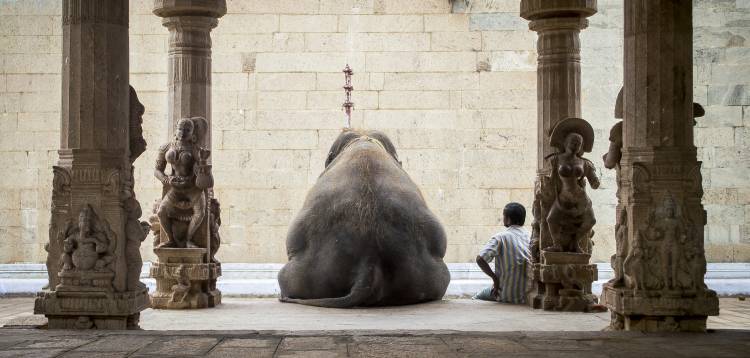 The Elephant & its Mahot van Ruhan