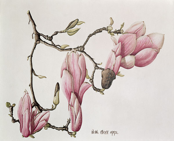 Magnolia X Soulangiana, 1992 (w/c on paper)  van Ruth  Hall