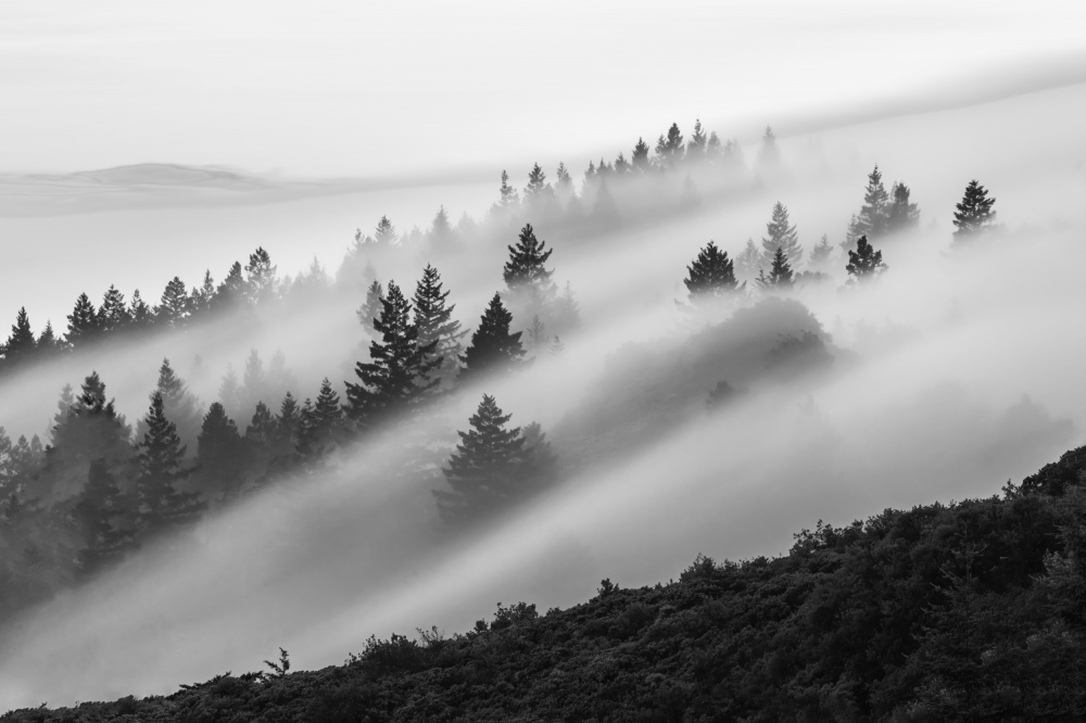 Flowing Fog van Ryan Li