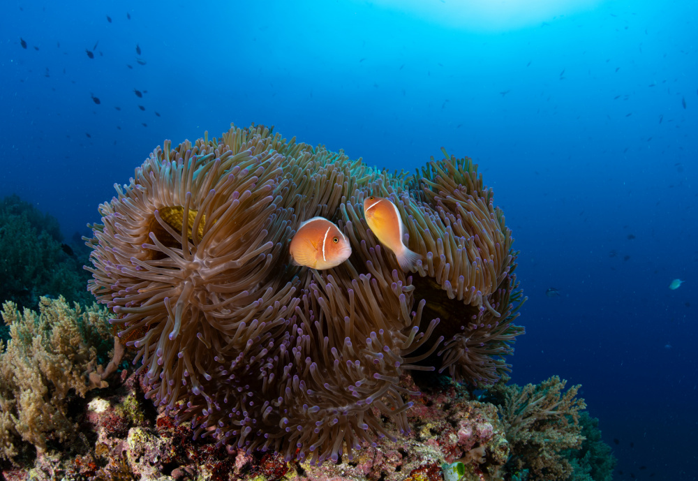 anemone with silverback clownfish van Ryan Y Lin