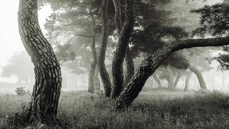 Pine Grove in Fog-1