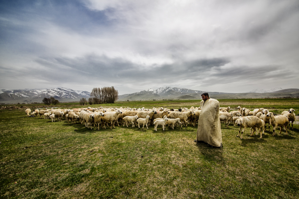 shepherd van S. Aktrk