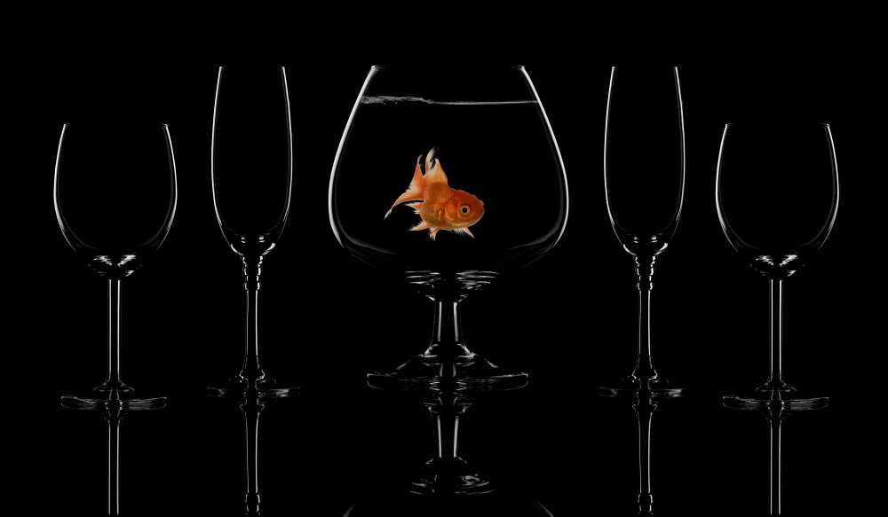 Glass fish van saleh swid