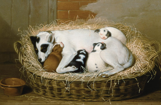 Bitch with her Puppies in a Wicker Basket van Samuel de Wilde
