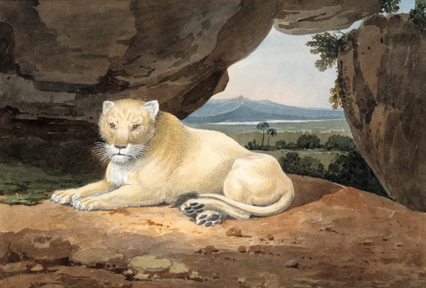 Lioness van Samuel Howitt