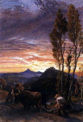 Oxen Ploughing at Sunset