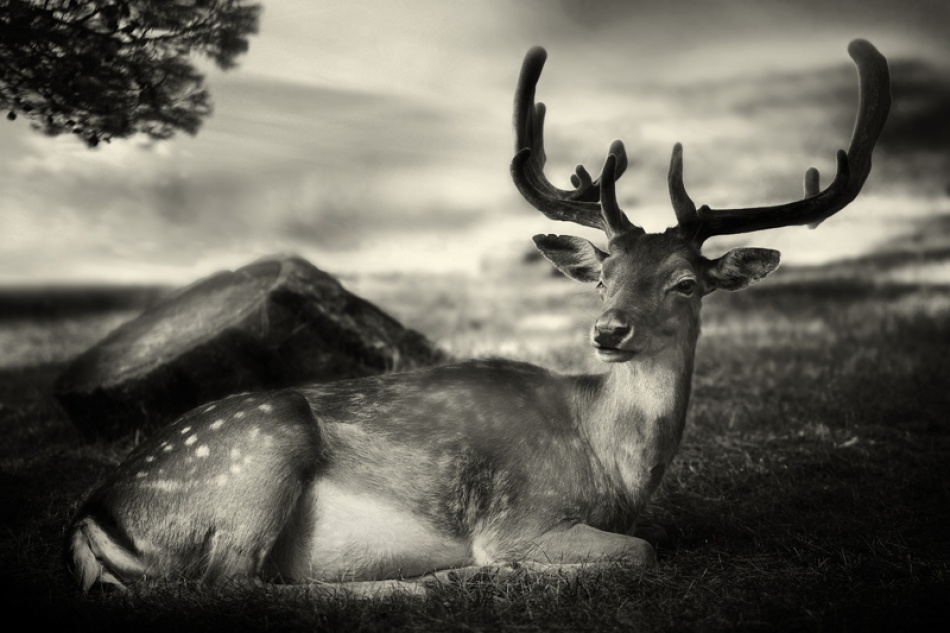 Resting Bambi van Sandra Štimac
