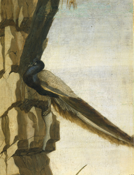 S.Botticelli, Peacock van Sandro Botticelli