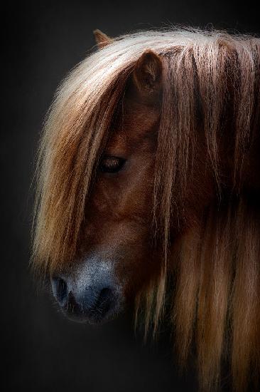 pony shetland portrait