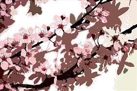 Japanese Blossom (colour photo) 