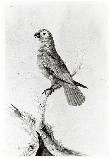 A Parrot van Sarah Stone