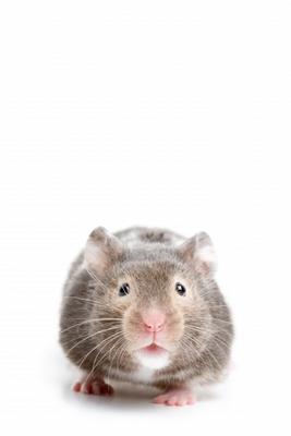 Hamster closeup on white van Sascha Burkard