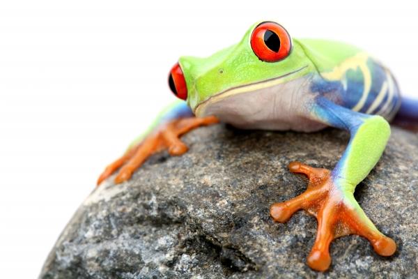 frog on a rock isolated van Sascha Burkard