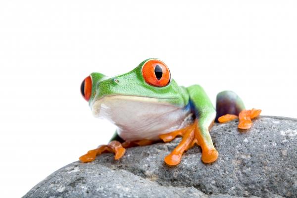 frog on a rock van Sascha Burkard