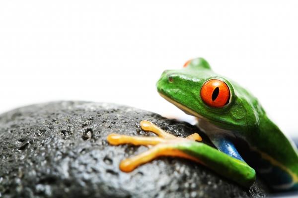 frog on rock van Sascha Burkard