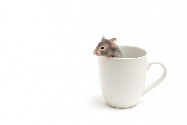 hamster in coffee cup on white van Sascha Burkard