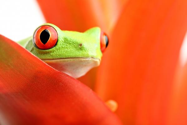 red-eyed tree frog on plant van Sascha Burkard