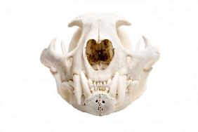 skull of a bobcat isolated