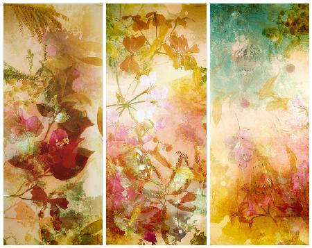 Flower abstractions  with mimosa, shells ,bougainvillea  floating in water.. Trilogy .