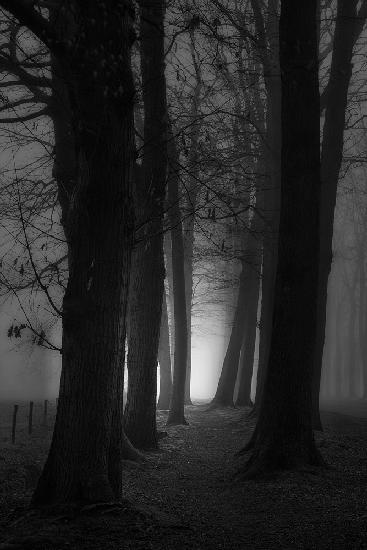 Foggy mystery forest