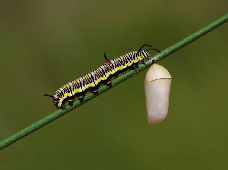 Caterpillar and Pupae of African Queen Butterfly