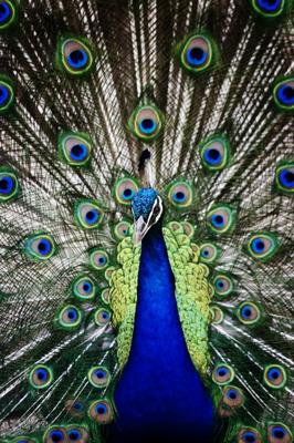 Peacock van Scott Griessel