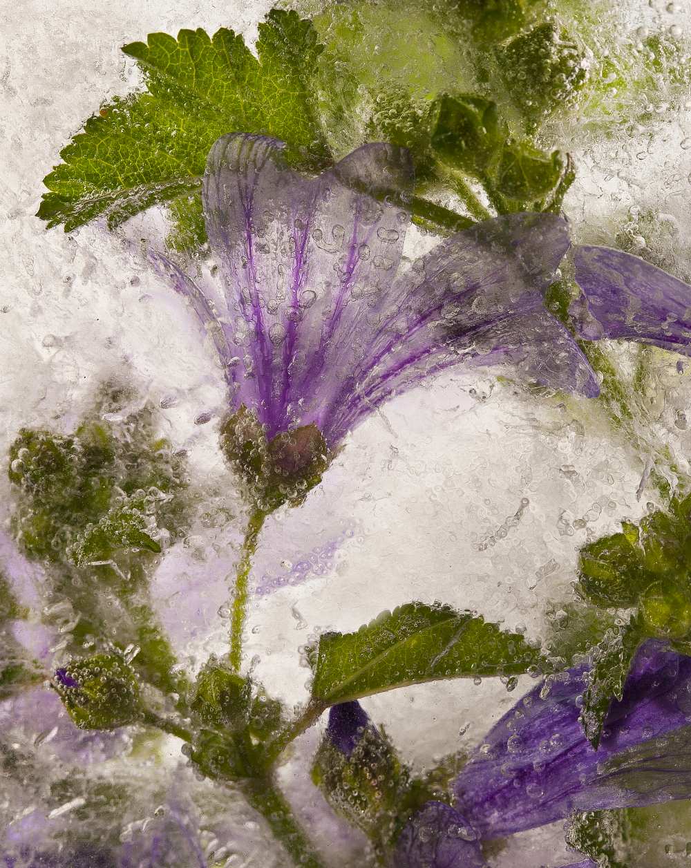 Frozen mallow flower van Secundino Losada