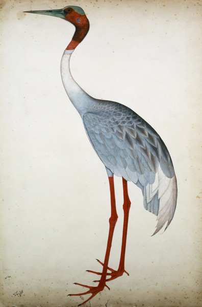 Sarus Crane, painted for Lady Impey at Calcutta van Shaikh Zain ud-Din