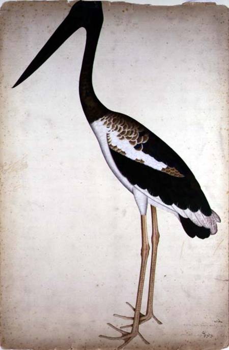 Blacknecked Stork, Xenorhynchus Asiaticus, painted for Lady Impey at Calcutta van Shaikh Zain ud-Din