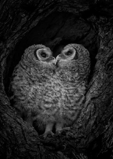 A pair of owlets