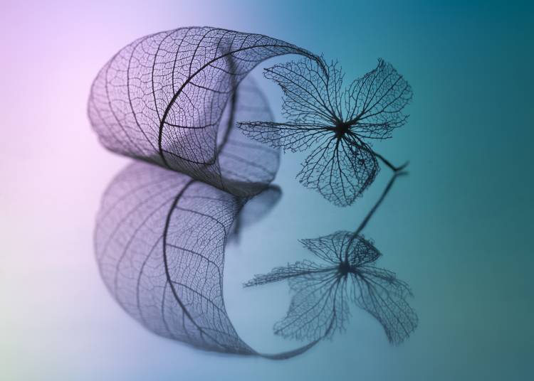 Story of leaf and flower van Shihya Kowatari