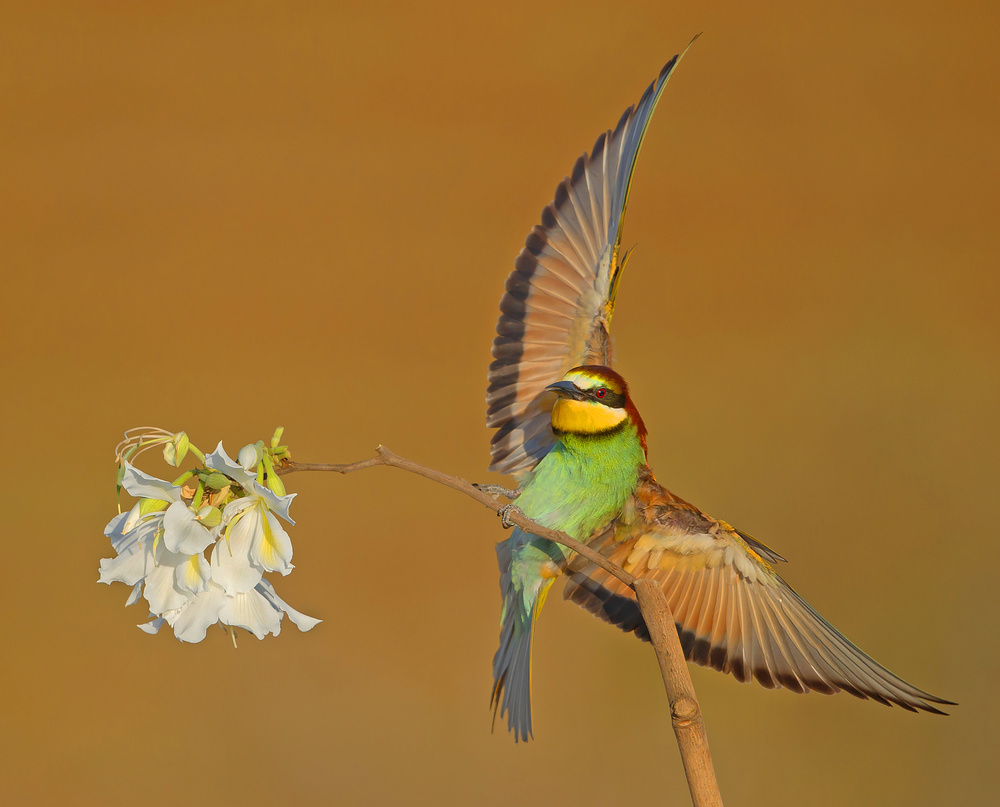 Bee-eater.. van Shlomo Waldmann