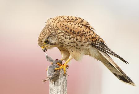 Common Kestrel with Field Mouse