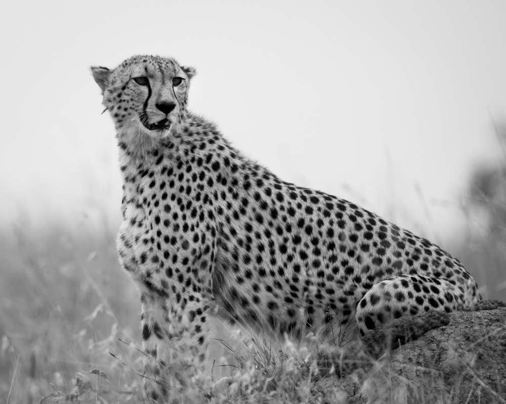 Cheetah .. Mara triangle van Shobhit Chawla
