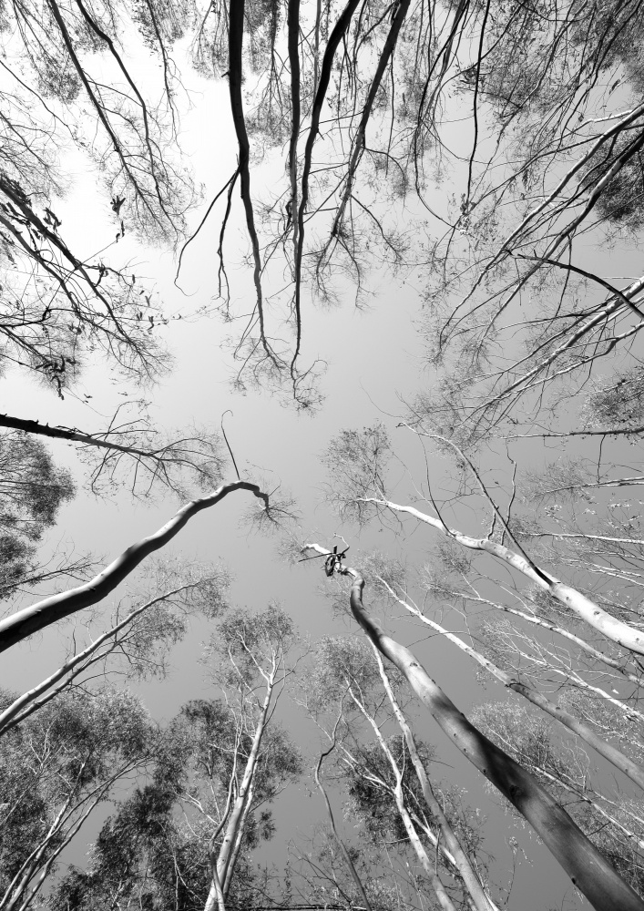 Tree Study 012 van Shot by Clint