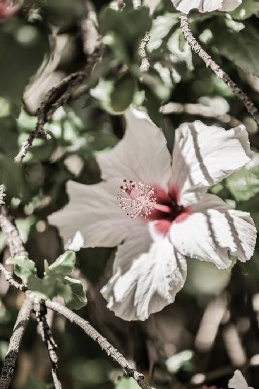 Pale Pink Hibiscus