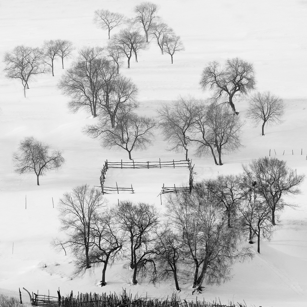 Black and white world, quietly waiting. van Shu-Guang Yang