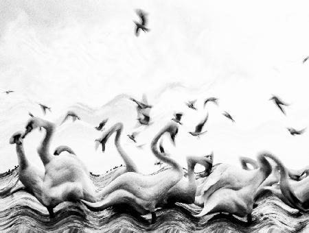 Swans waves