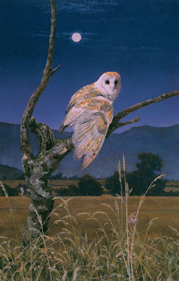 Barn Owl (oil on canvas)  van Simon  Cook