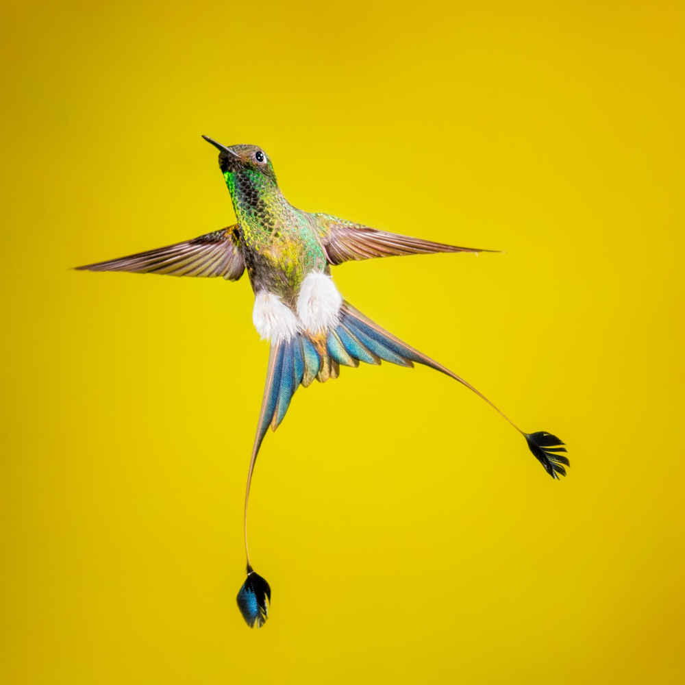 Booted rock-tail van Siyu and Wei Photography