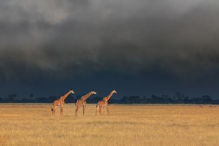 Trio Giraffes in Kenya Storm