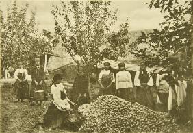 Apple harvest in the estate of Leo Tolstoy Yasnaya Polyana