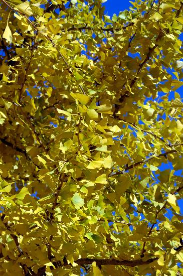 Ginkgo-Baum im Herbst van Stefan Sauer
